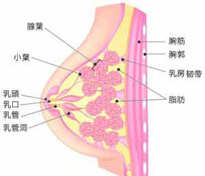 病理性乳房胀痛