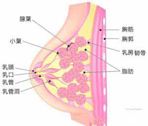 病理性乳房胀痛